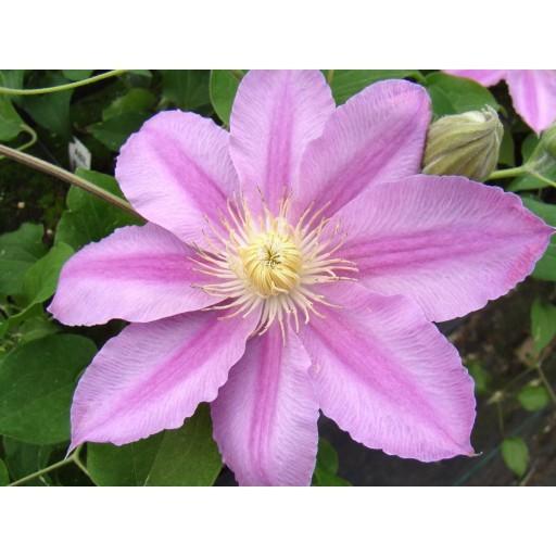Photo of Clematis Abilene™ uploaded by Calif_Sue
