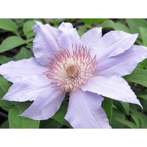 Photo of Clematis Filigree™ uploaded by Calif_Sue