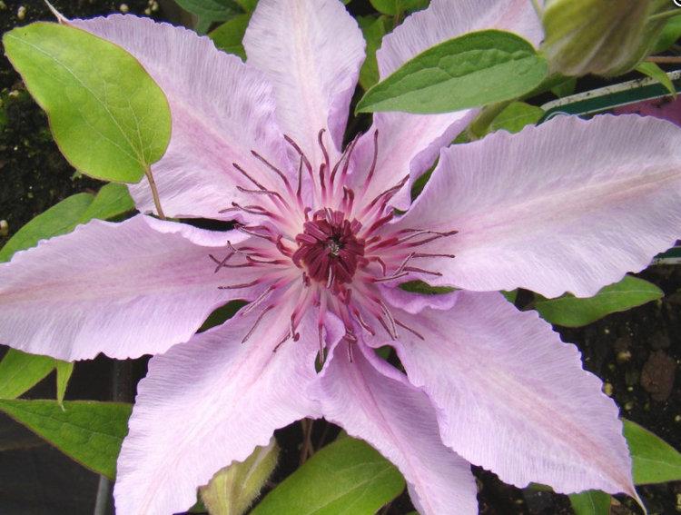 Photo of Clematis 'Harmony' uploaded by Calif_Sue