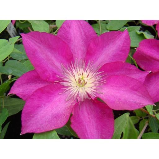 Photo of Clematis Tekla™ uploaded by Calif_Sue