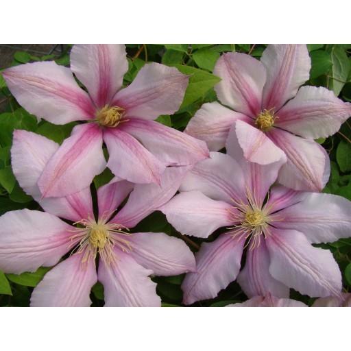 Photo of Clematis 'Nadezhda' uploaded by Calif_Sue