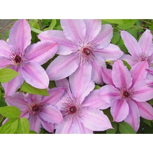 Photo of Clematis 'Harmony' uploaded by Calif_Sue