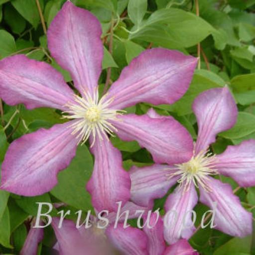Photo of Clematis 'Nikolai Rubtsov' uploaded by Calif_Sue
