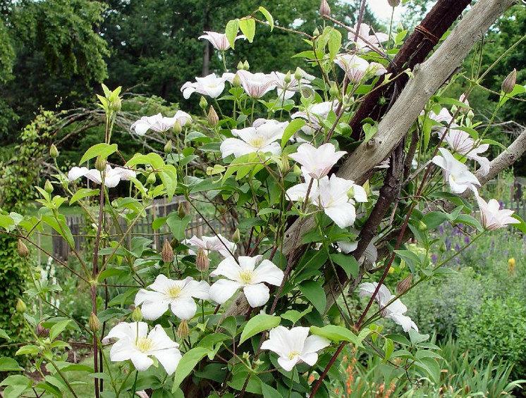 Photo of Clematis (Clematis viticella 'Huldine') uploaded by Calif_Sue