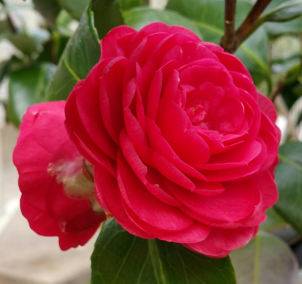 Photo of Camellias (Camellia) uploaded by Gerris2
