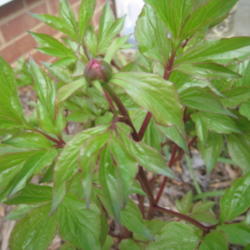 Location: Concord, NC zone 7
Date: 2016-03-26
Buds already forming on NOID peony