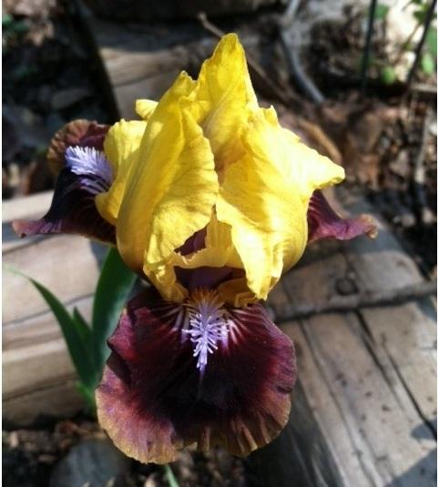 Photo of Standard Dwarf Bearded Iris (Iris 'Being Busy') uploaded by grannysgarden