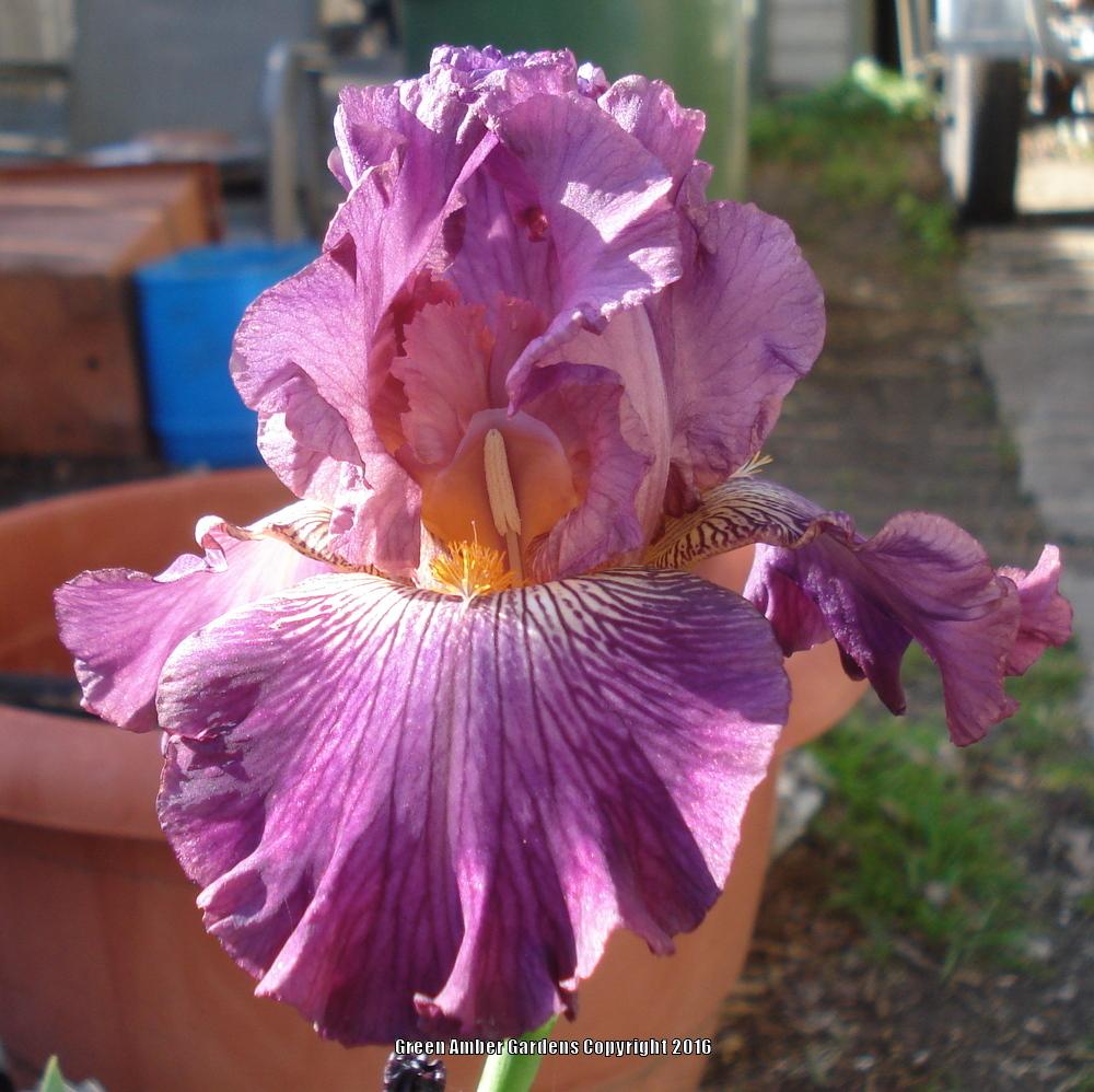 Photo of Tall Bearded Iris (Iris 'Art School') uploaded by lovemyhouse