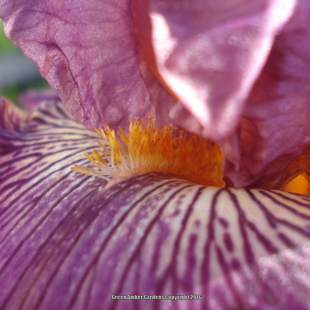 Photo of Tall Bearded Iris (Iris 'Art School') uploaded by lovemyhouse