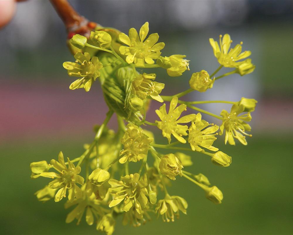 Photo of Norway Maple (Acer platanoides) uploaded by robertduval14