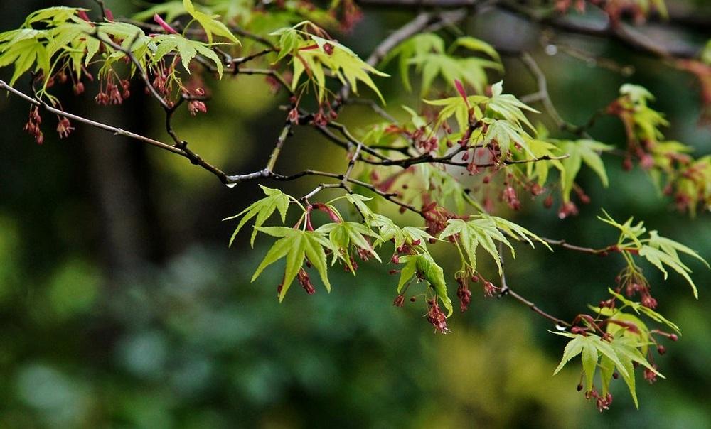 Photo of Japanese Maple (Acer palmatum) uploaded by robertduval14