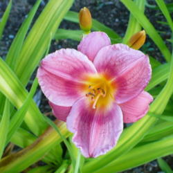 Location: Nora's Garden - Castlegar BC
Date: 2013-07-21
 Photo #2: 8 pm - 11 hours later, same blossom. Check position of