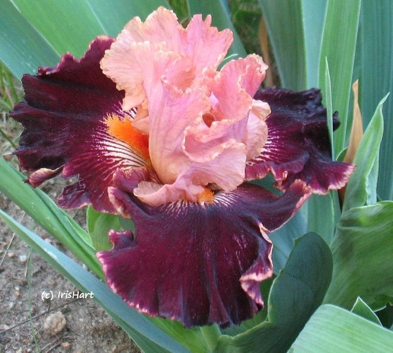 Photo of Tall Bearded Iris (Iris 'Backdraft') uploaded by IrisHart