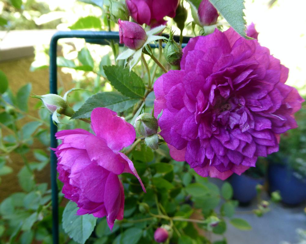 Photo of Rose (Rosa 'Sweet Chariot') uploaded by JulieB