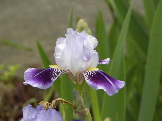 Photo of Miniature Tall Bearded Iris (Iris 'Dividing Line') uploaded by SassyCat