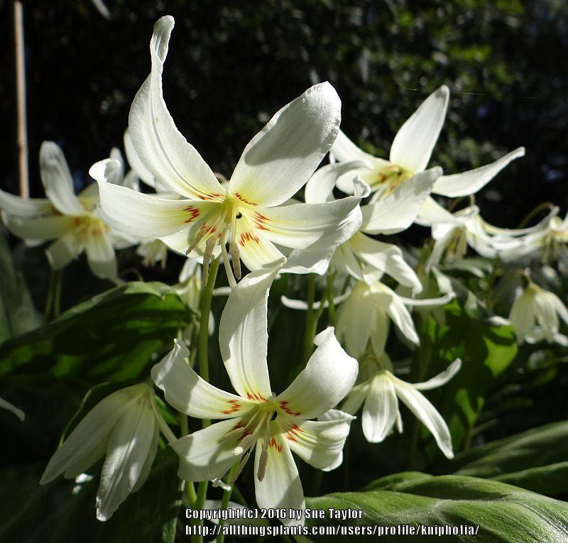 Photo of California Trout Lily (Erythronium californicum 'White Beauty') uploaded by kniphofia