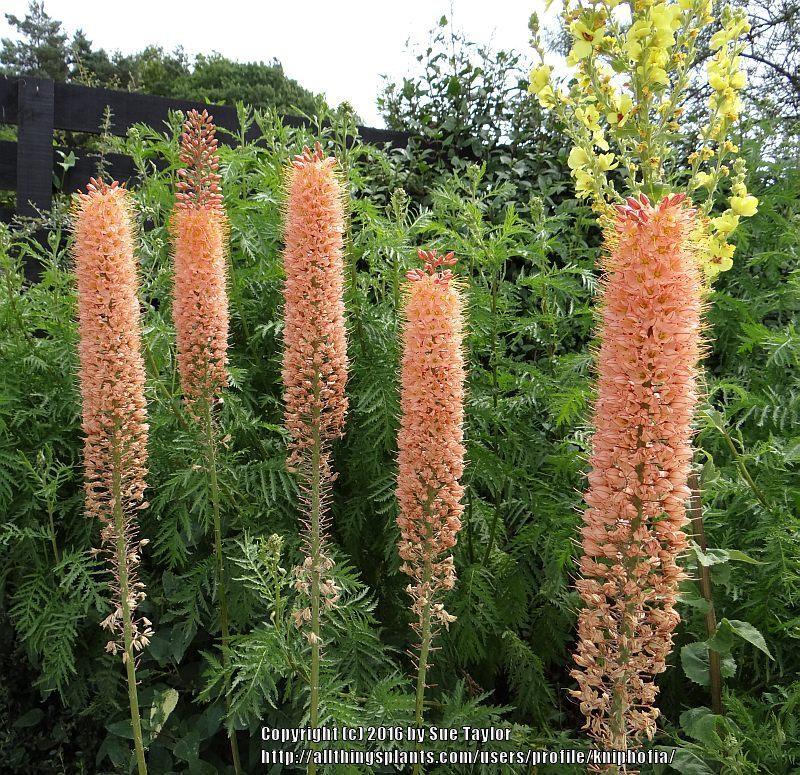 Photo of Foxtail Lily (Eremurus x isabellinus 'Cleopatra') uploaded by kniphofia