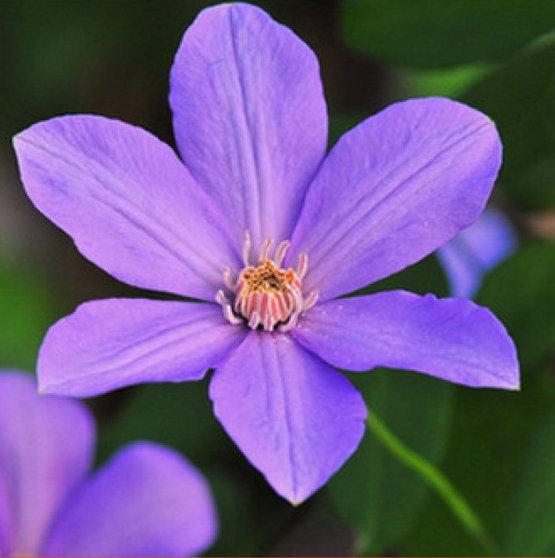 Photo of Clematis Sugar-Sweet Lilac™ uploaded by Calif_Sue