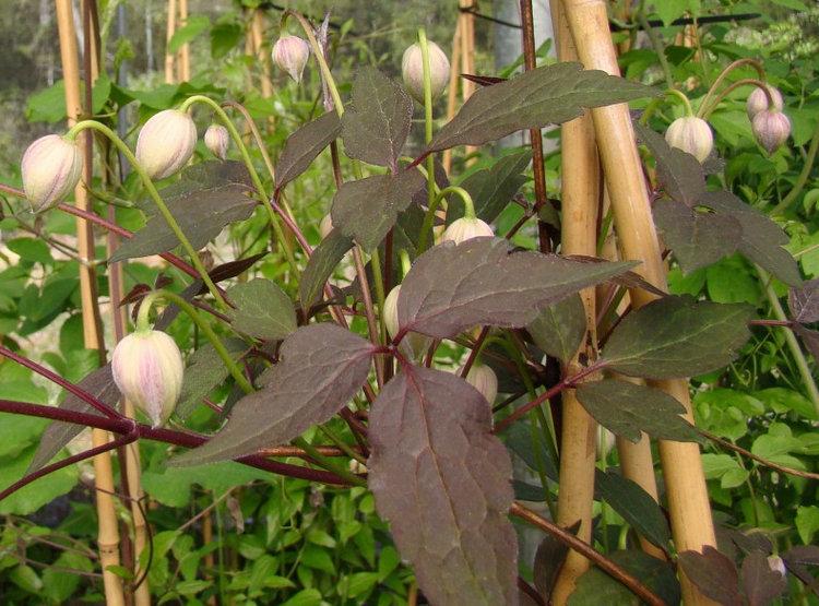 Photo of Clematis (Clematis montana 'Mayleen') uploaded by Calif_Sue