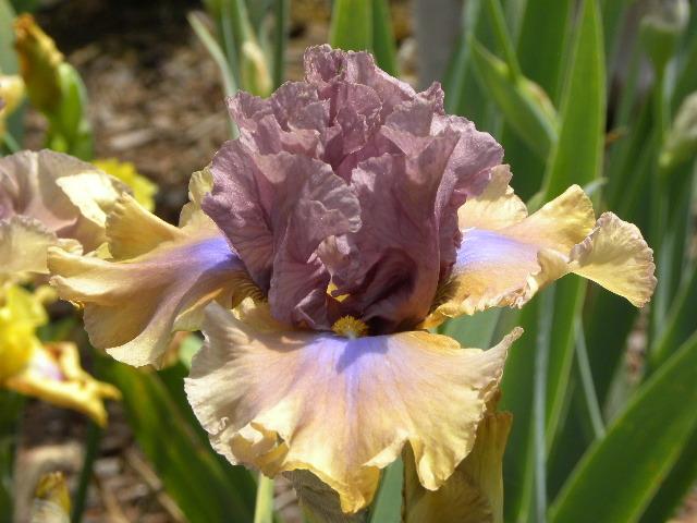 Photo of Tall Bearded Iris (Iris 'Land Down Under') uploaded by SassyCat