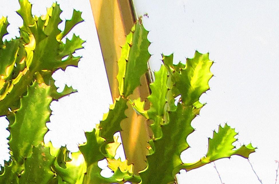 Photo of Candelabra Plant (Euphorbia lactea) uploaded by jmorth