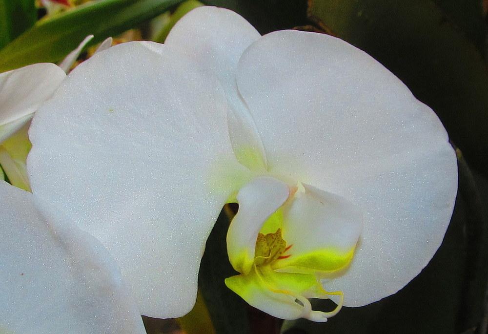 Photo of Moth Orchid (Phalaenopsis) uploaded by jmorth