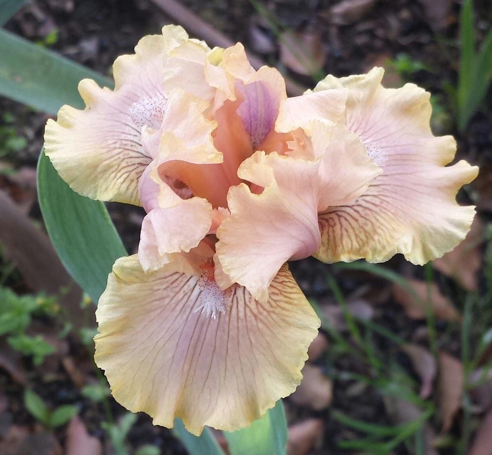 Photo of Intermediate Bearded Iris (Iris 'Country Dance') uploaded by mesospunky
