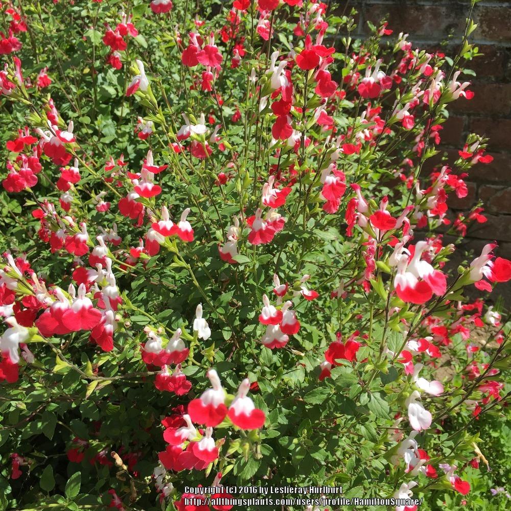 Photo of Blackcurrant Sage (Salvia microphylla 'Hot Lips') uploaded by HamiltonSquare