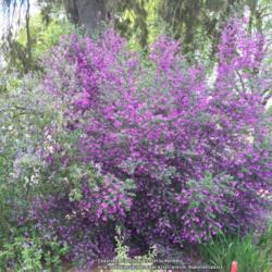 Location: Hamilton Square Garden, Historic City Cemetery, Sacramento CA.
Date: 2016-03-28
Zone 9b. Four year to reach it's maximum height, width and bloom 