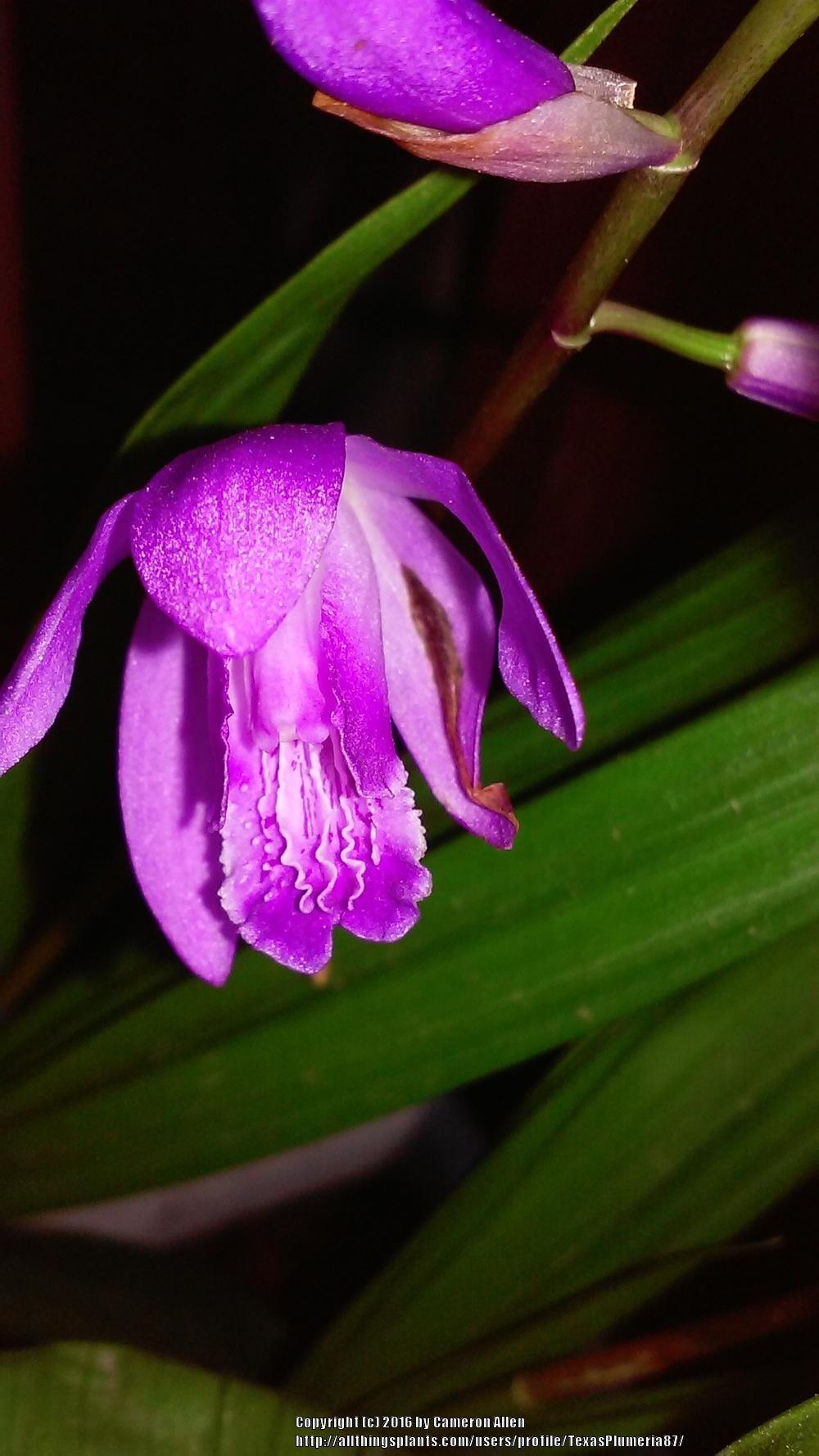 Photo of Chinese Ground Orchid (Bletilla striata) uploaded by TexasPlumeria87