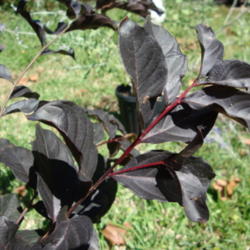 Location: zone 8 Lake City, Fl.
Date: 2015-10-15
Beautiful black leaves and red stems