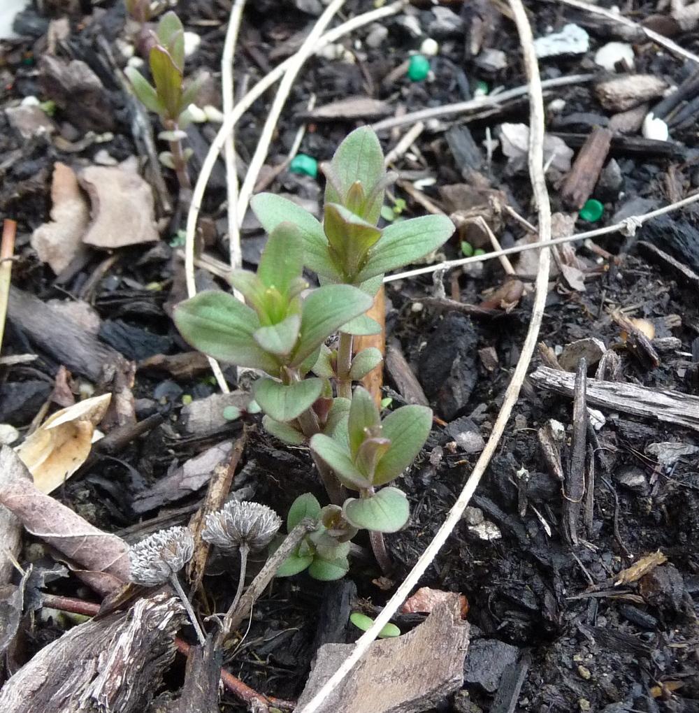 Photo of Virginia Mountain Mint (Pycnanthemum virginianum) uploaded by gardengus