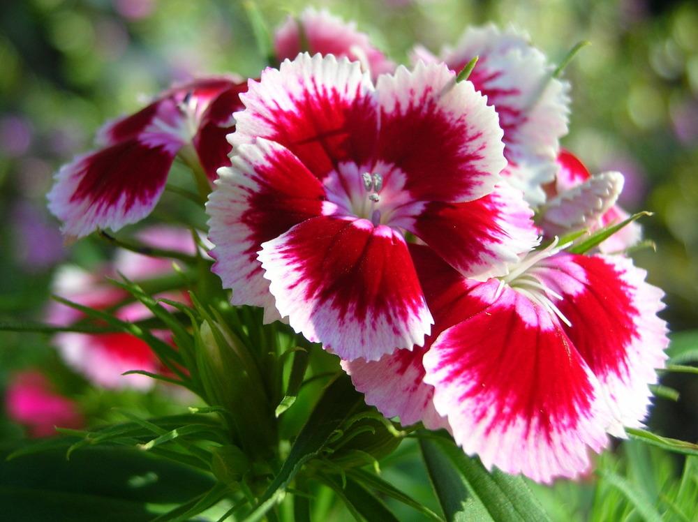 Photo of Sweet William (Dianthus barbatus) uploaded by sunkissed