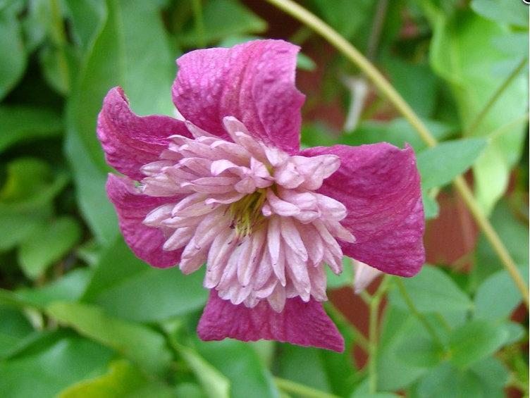 Photo of Clematis Avant-Garde™ uploaded by Calif_Sue