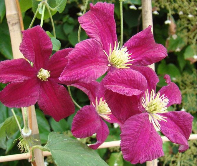 Photo of Clematis Burning Love™ uploaded by Calif_Sue