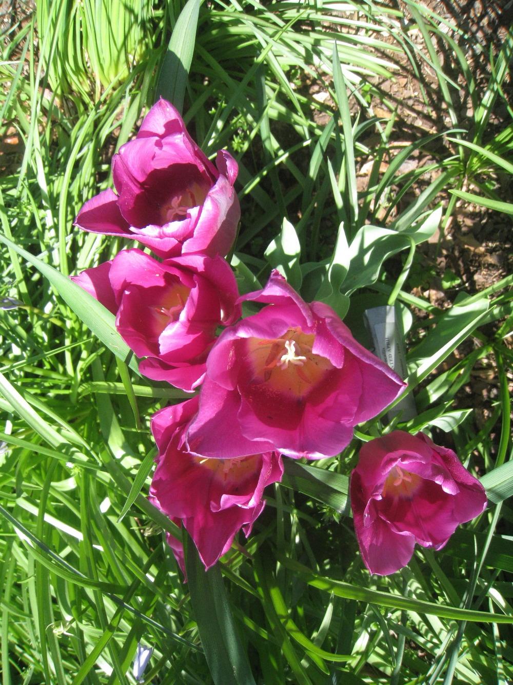 Photo of Tulips (Tulipa) uploaded by Hemophobic