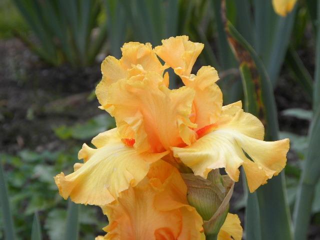 Photo of Tall Bearded Iris (Iris 'Crackling Caldera') uploaded by SassyCat