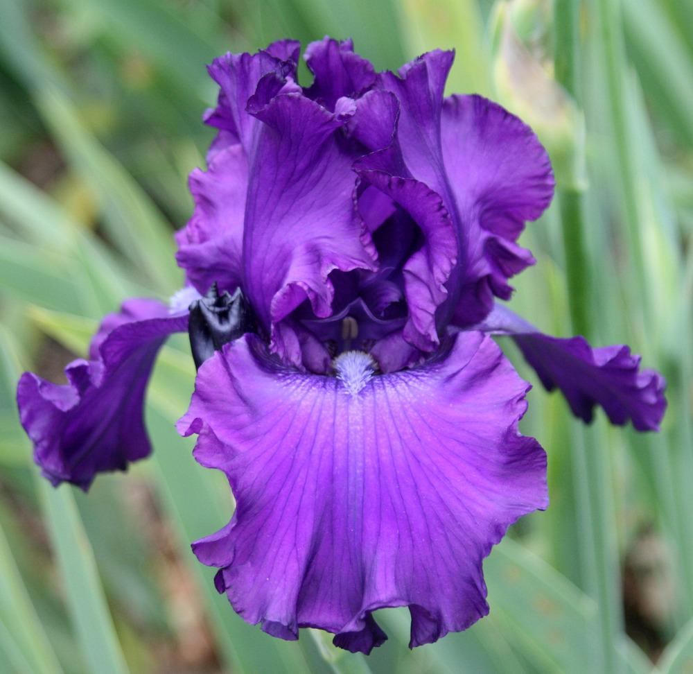Photo of Tall Bearded Iris (Iris 'Larry Gaulter') uploaded by Snork