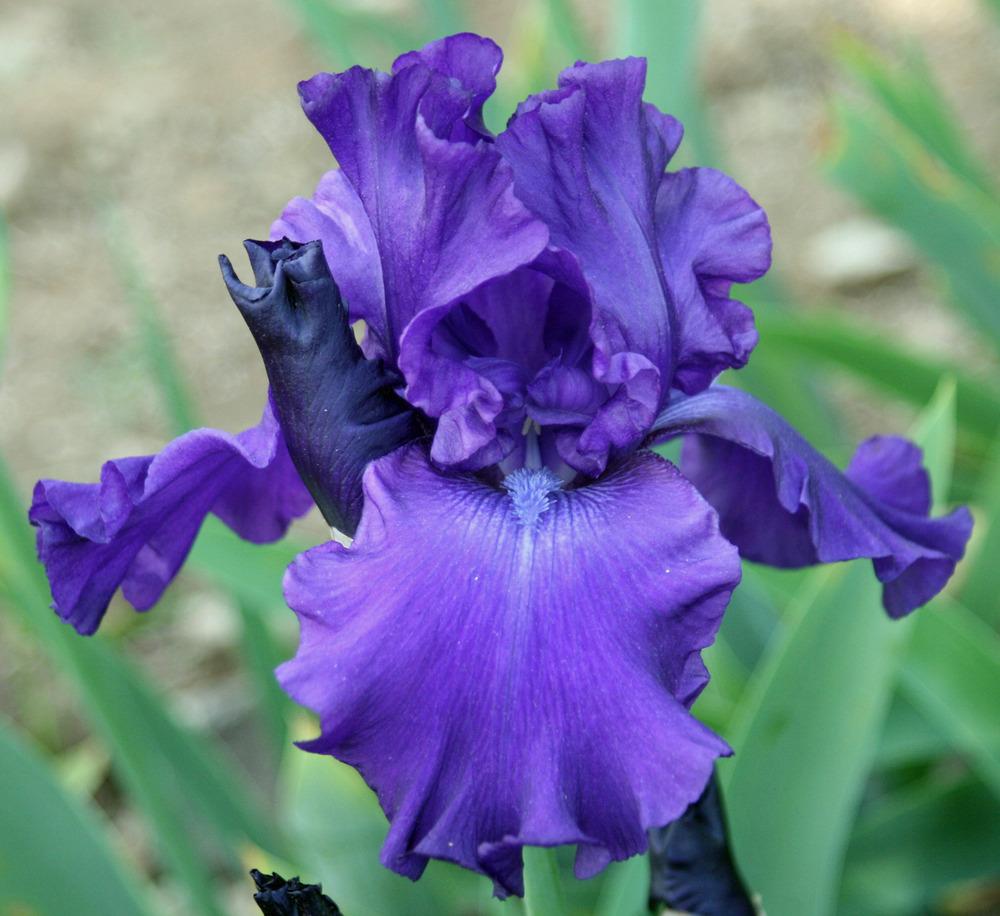 Photo of Tall Bearded Iris (Iris 'Perilous Journey') uploaded by Snork
