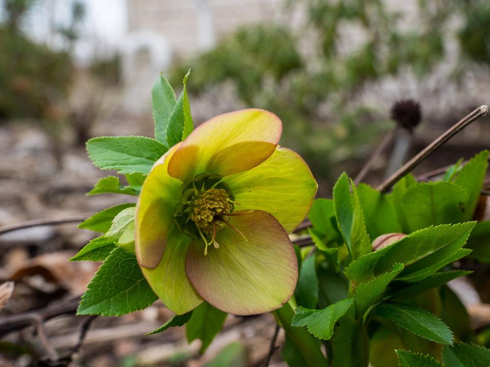 Photo of Hellebore (Helleborus Gold Collection® Champion) uploaded by frankrichards16