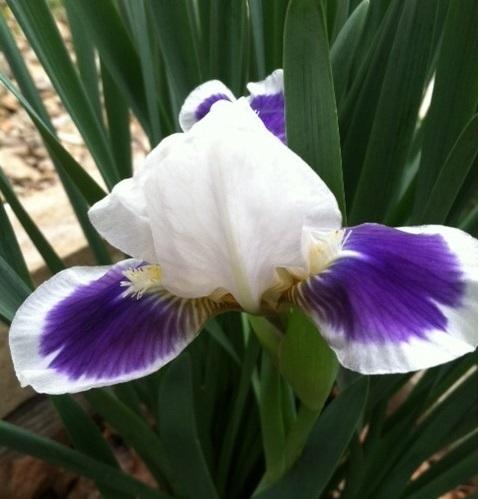 Photo of Standard Dwarf Bearded Iris (Iris 'Cosmos') uploaded by grannysgarden