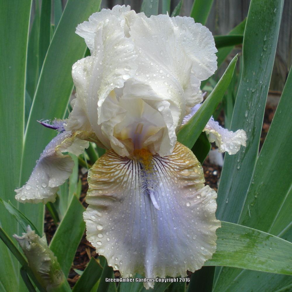 Photo of Tall Bearded Iris (Iris 'Devil David') uploaded by lovemyhouse