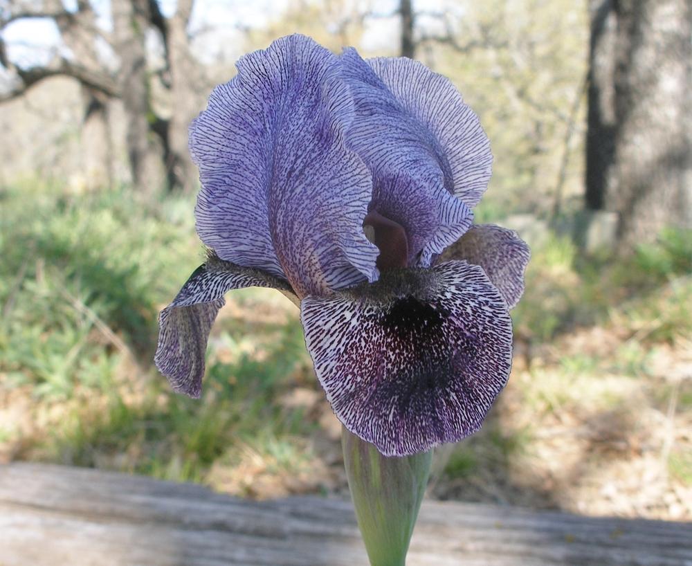 Photo of Arilbred Iris (Iris 'King Jehu') uploaded by needrain