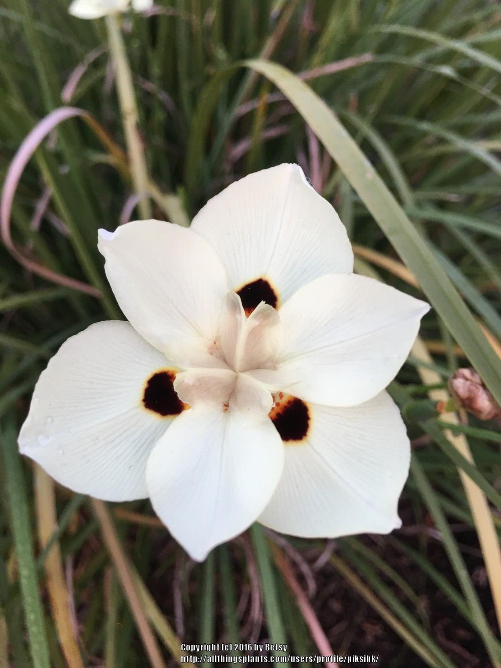 Photo of African Iris (Dietes bicolor) uploaded by piksihk