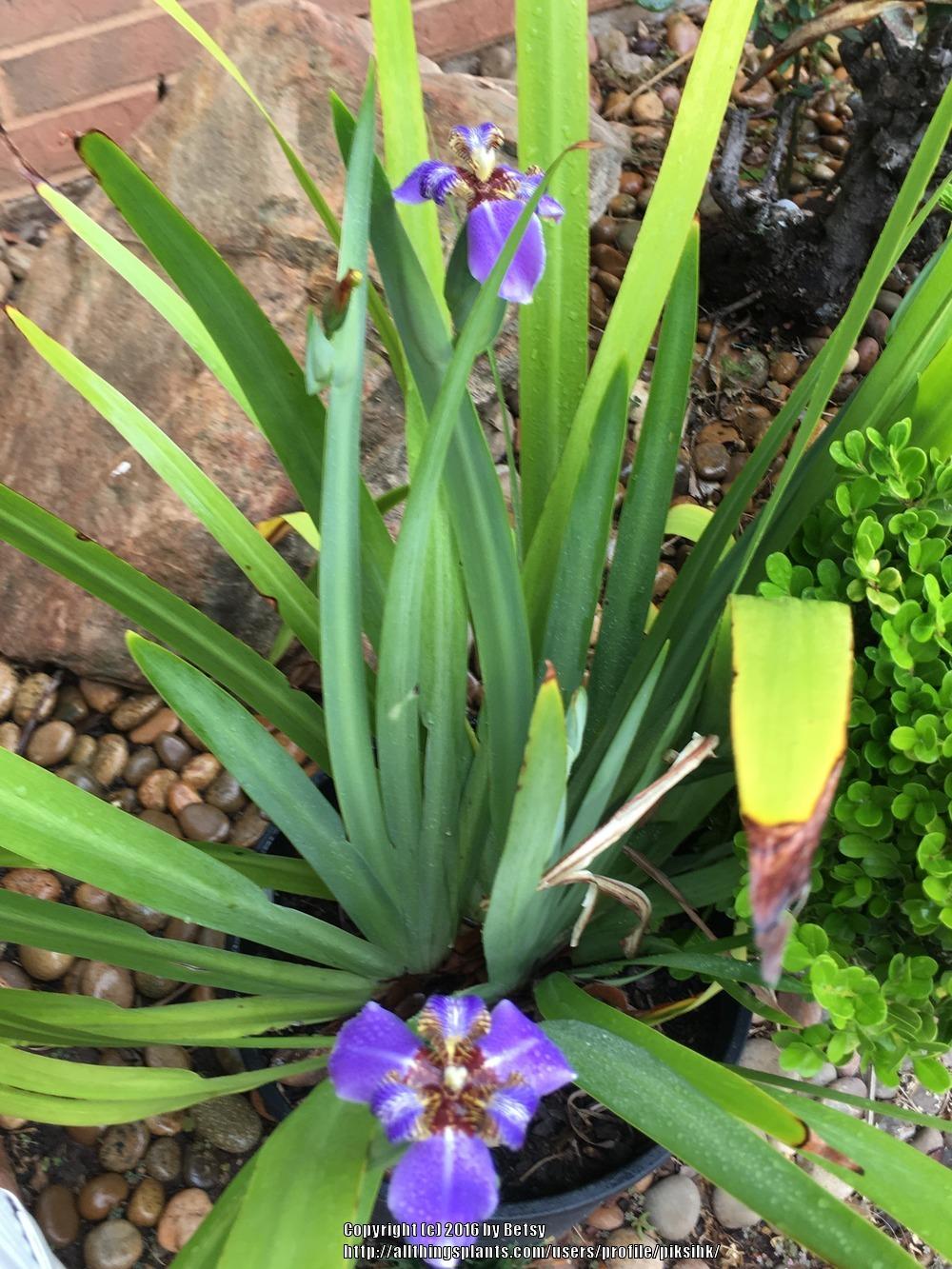 Photo of Walking Iris (Trimezia coerulea) uploaded by piksihk