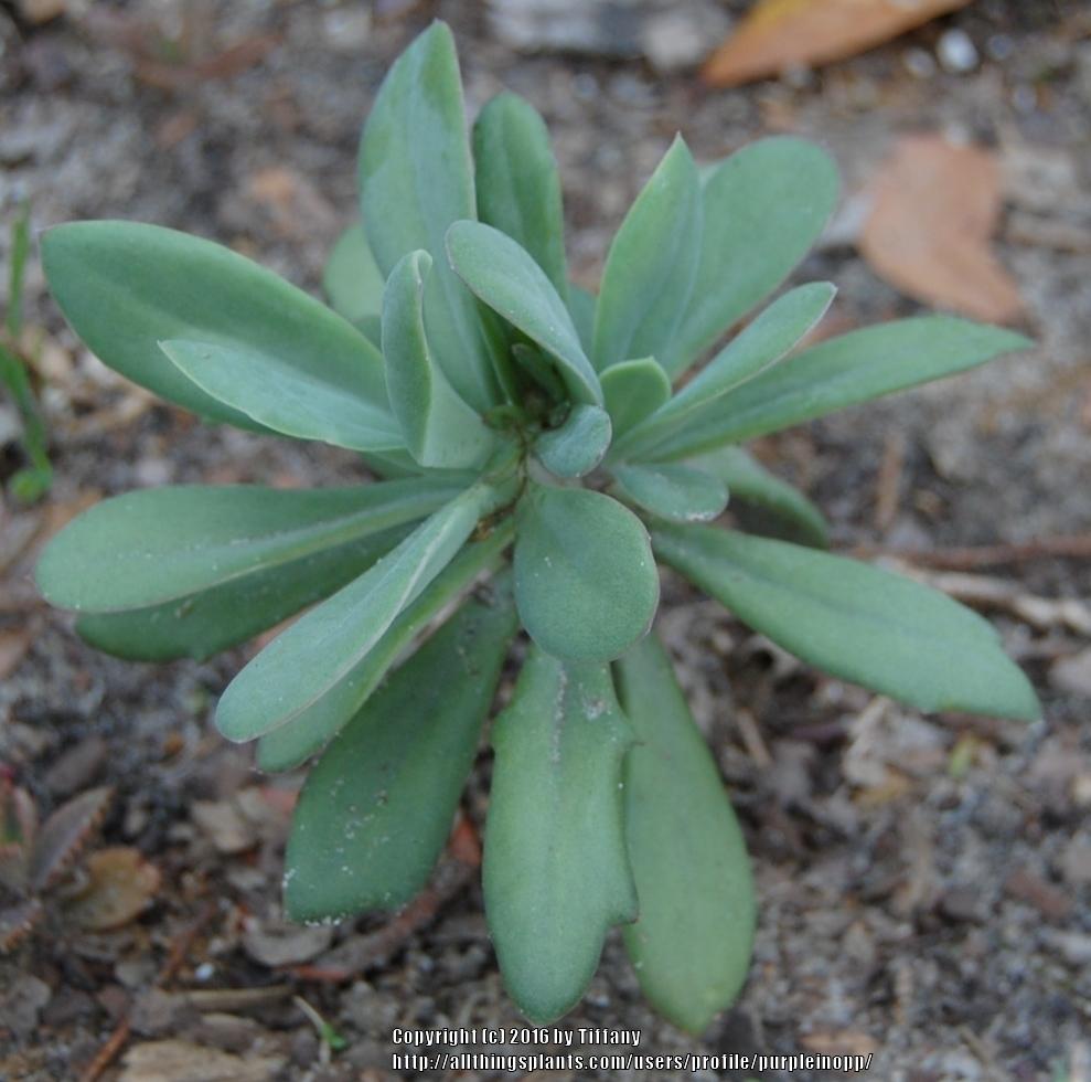 Photo of Scarlet Kleinia (Kleinia fulgens) uploaded by purpleinopp