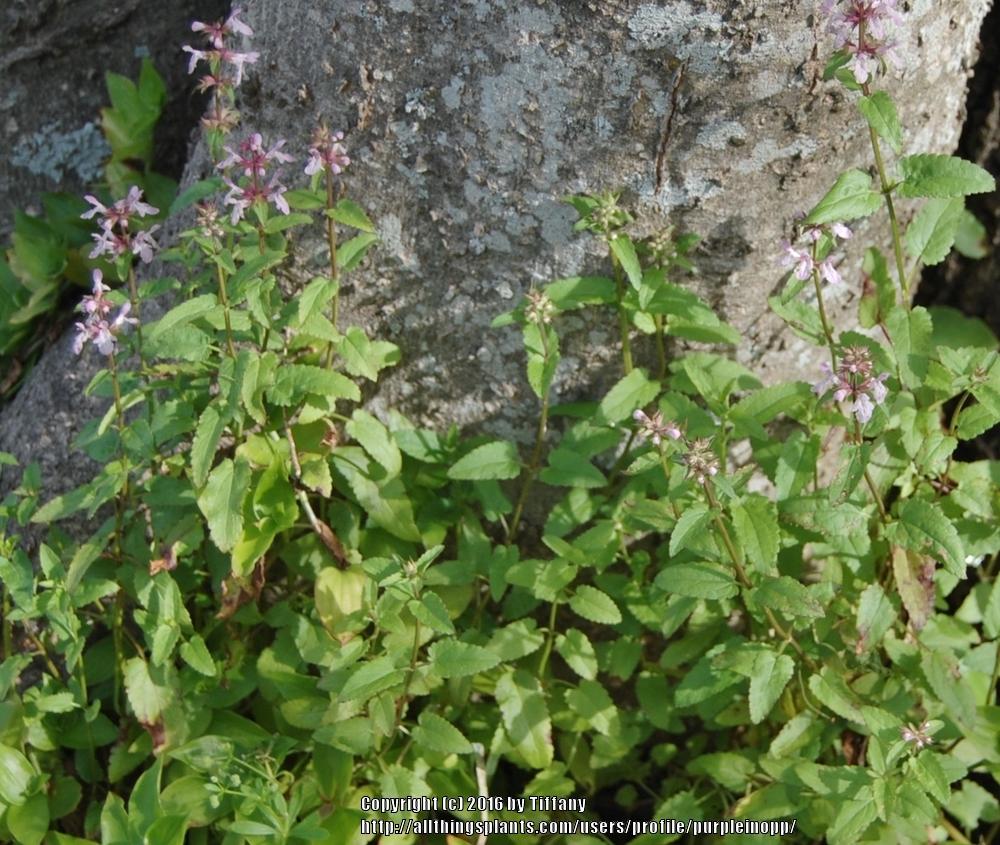 Photo of Florida Betony (Stachys floridana) uploaded by purpleinopp