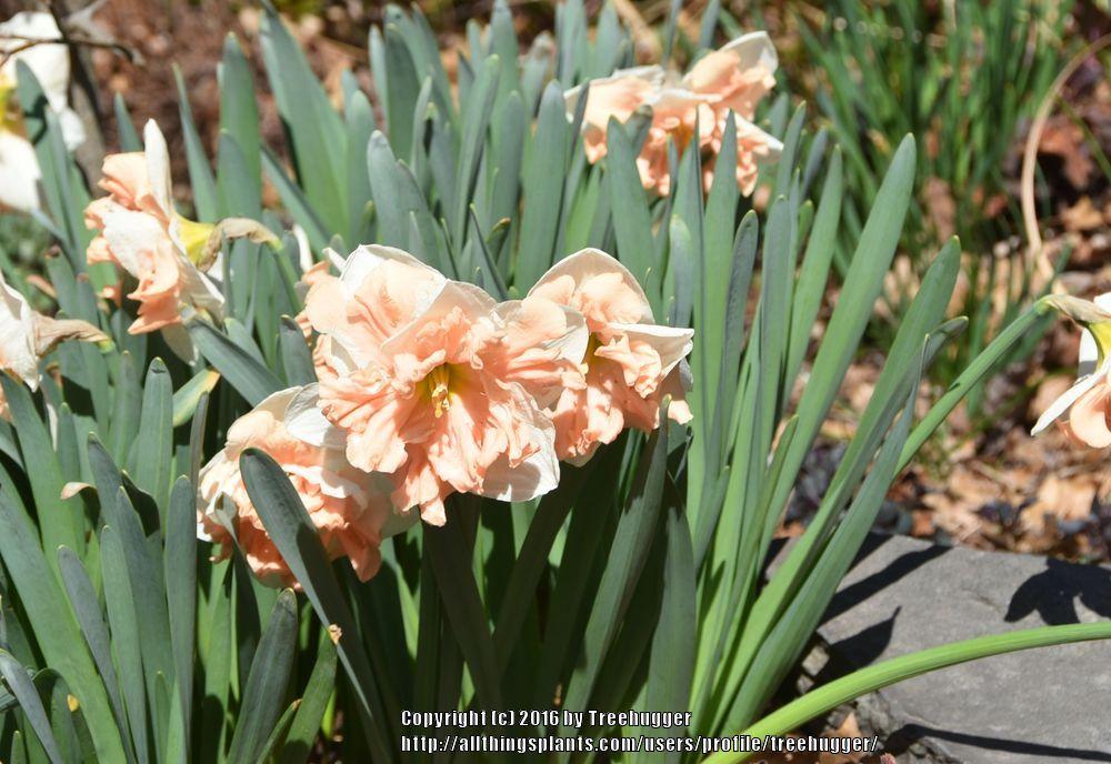 Photo of Split-Cupped Collar Daffodil (Narcissus 'Apricot Whirl') uploaded by treehugger