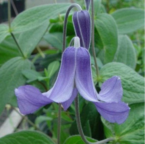 Photo of Clematis (Clematis integrifolia) uploaded by Calif_Sue