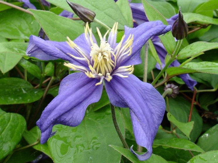 Photo of Clematis Petit Faucon™ uploaded by Calif_Sue